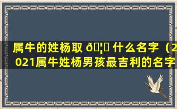 属牛的姓杨取 🦋 什么名字（2021属牛姓杨男孩最吉利的名字）